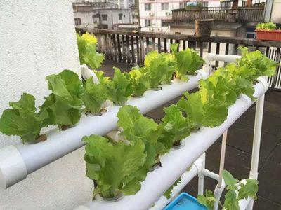 手把手教你在家做无土栽培蔬菜（手把手教你在家做无土栽培蔬菜图片）