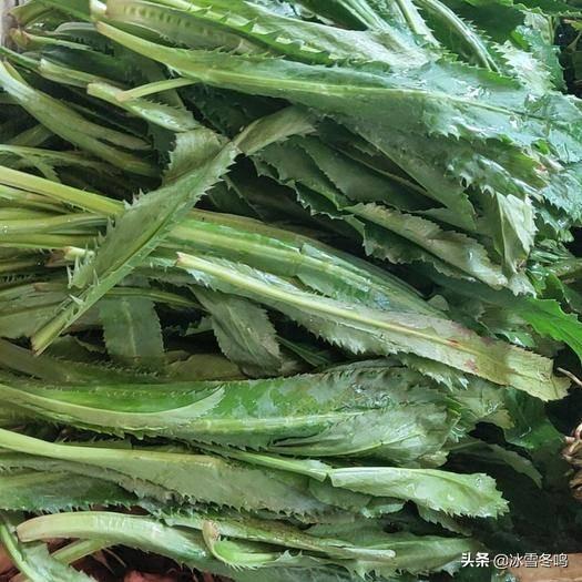 香料植物_这种地域特色植物可为蔬菜也可为香料，取其香气搭配合适妙用无穷（植物香料的特点）