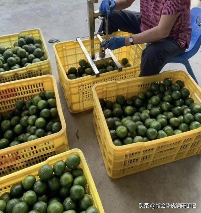 从“买柑”到“晒皮”，学会这几招自制新会陈皮（椪柑皮可以晒陈皮吗）