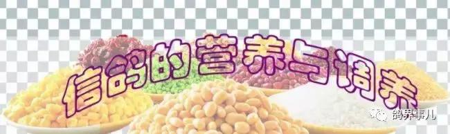 信鸽的营养与调养以及鸽粮选注意事项（信鸽粮食怎么搭配）