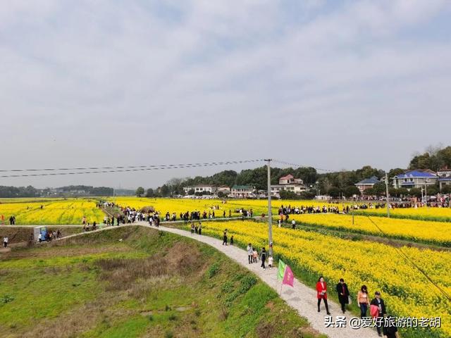 长沙周边油菜花海推荐，这3个地方人少景美，第二个就在市区（长沙哪里有油菜花海看）