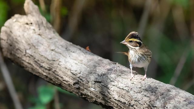 灰头鹀_黄眉鹀1314（黄眉鹀鸟吃什么）