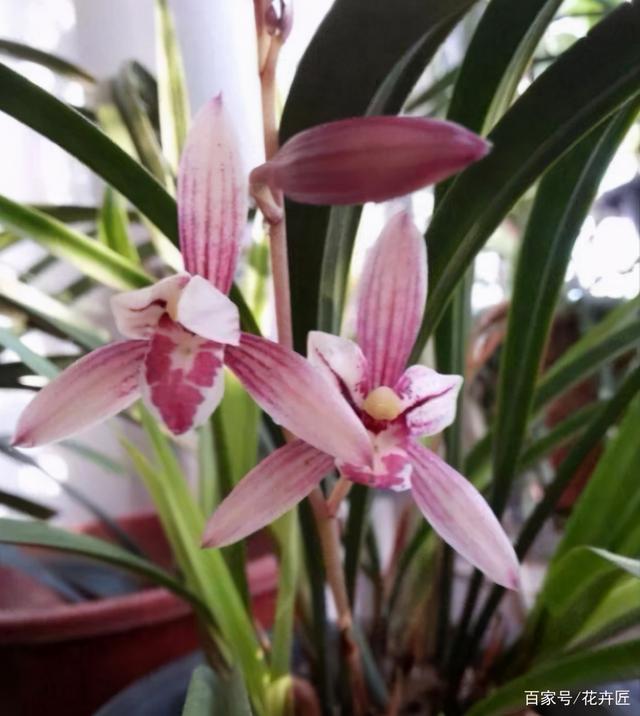 建兰图片_建兰名品“市长红”，花色红艳，兰香浓郁，新手养兰首选（市长红是建兰品种吗）