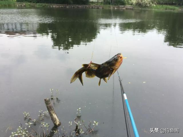 聊聊渔具测评的那点事儿，说几句实话，不可不信不可全信