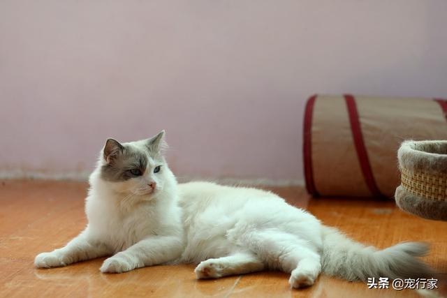 猫咪每天的水喝够了吗？