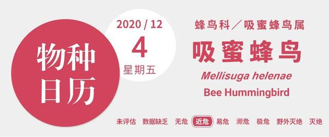 世界上最小的鸟_世界上最小的鸟儿，窝只有硬币那么大（世界上最大的鸟窝是什么）