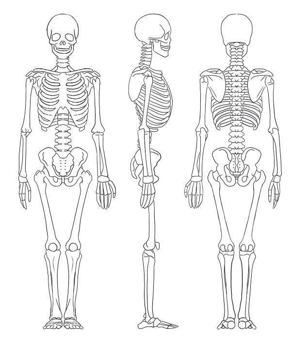 人体内脏分布_了解全身骨架图和全身肌肉图（全身骨骼肌图）