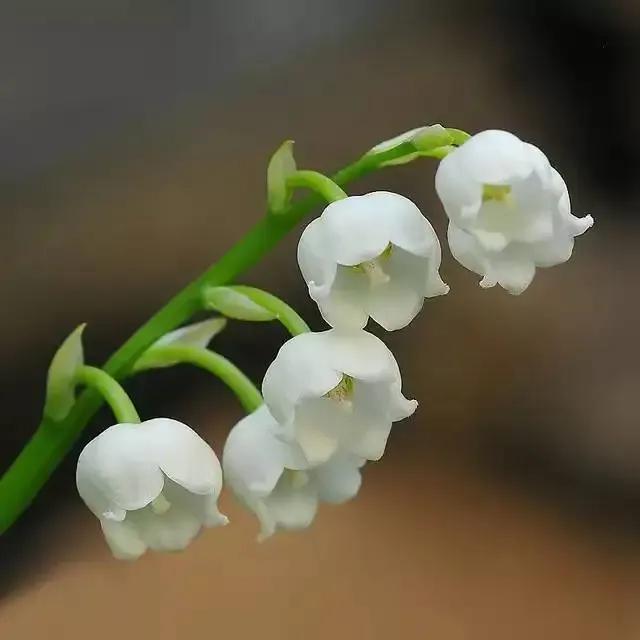 铃兰～幽雅清丽，芳香宜人，红果娇艳，是一种娇小可爱的观赏花卉（铃兰花的特征描述）