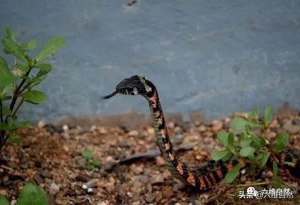 被广泛争议的一种蛇类，野鸡脖子蛇是有毒蛇，还是无毒蛇？（野鸡脖子蛇是毒蛇吗）
