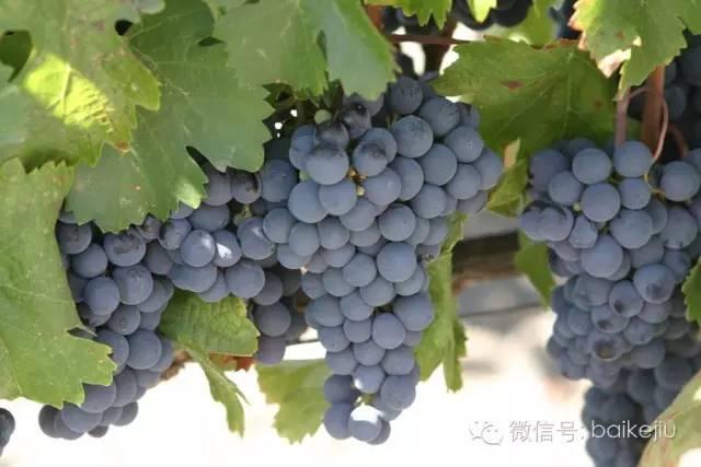 马尔贝克凭什么成为阿根廷“国宝级”葡萄品种？（马尔贝克是什么葡萄品种）