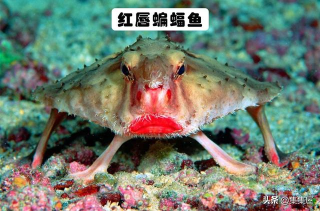 怪异生物_对人类而言，地球上长得极其怪异的6种奇特生物（地球上最奇特的生物）