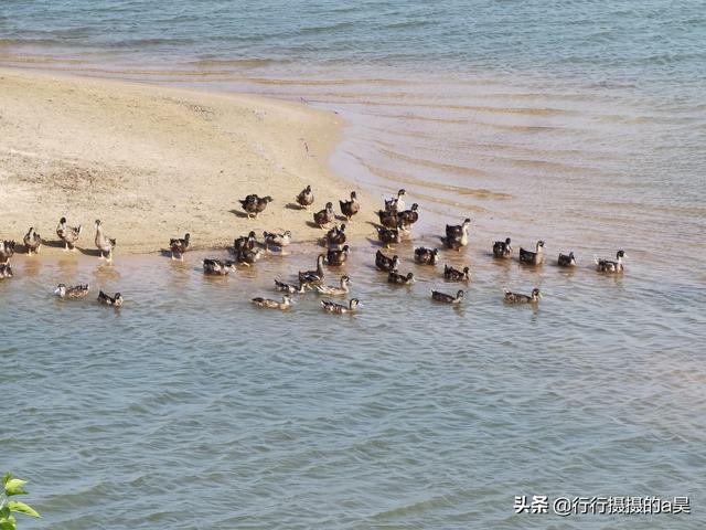 在武汉还有比“周黑鸭”更受当地人喜爱的“招牌鸭”吗？（武汉周黑鸭跟其他地方的一样吗）
