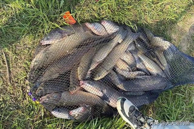 仲秋野钓，选鱼口好的2种天气，找鱼多的3种钓位，想不爆护都难（冬季野钓什么时候鱼囗好）
