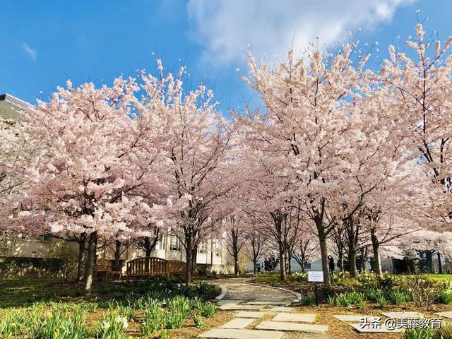 辛辛那提大学为什么那么多人去读？（辛辛那提大学好吗）