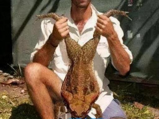 非洲岩蟒_真实版狂蟒之灾，长达七米的巨蟒在美国泛滥，在中国却奉为珍宝（外国男子自愿被巨蟒吃掉,只为探寻巨蟒腹中的奥秘!）