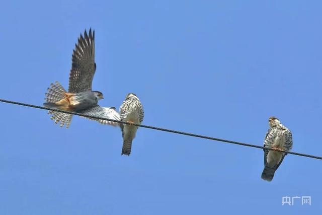 红脚隼_稀罕！湖南泸溪惊现百余只国家二级保护动物红脚隼（红脚小隼是几级保护动物）