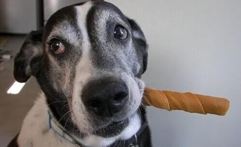 狗咬胶_狗咬胶可以在家自制？厨房小白翻身的机会来啦（自制宠物咬胶）