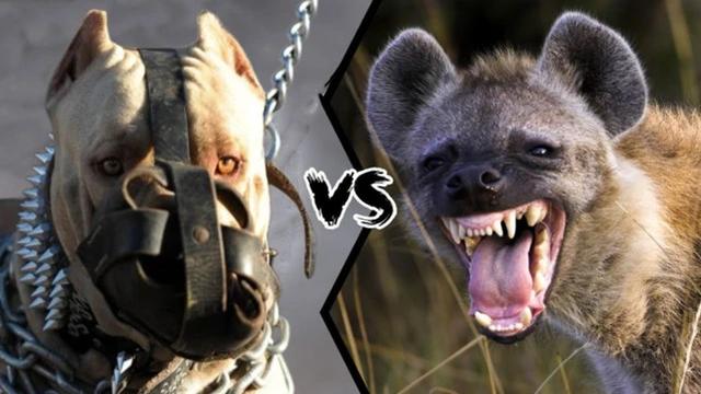 比特犬单挑斑鬣狗（比特vs斑鬣狗）