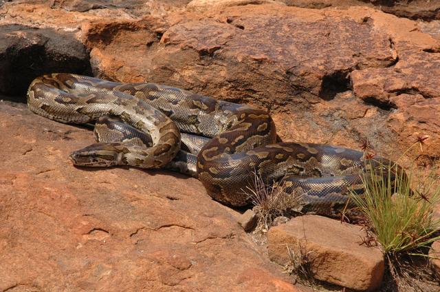 非洲岩蟒_岩蟒与狮 豹 斑鬣狗等猛兽谁更强？谁是非洲草原上真正的王者？（非洲岩蟒和鬣狗）