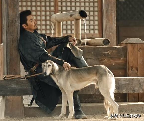 陕西细犬_什么狗这么稀罕？全世界不到十只！竟是《长安十二时辰》中的细犬（长安十二时辰的狗是什么狗）