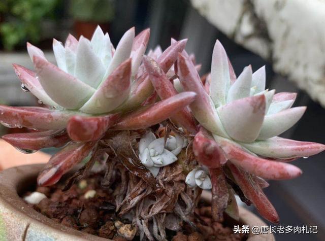 秋季连续下两天雨多肉要不要搬进室内？（秋天下雨多肉能一直放在外面吗）