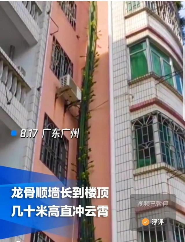 19年前养的花，蹭蹭爬到6层楼高，每层都开花