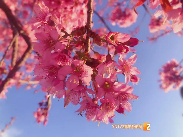 云赏花（昆明春天樱花）