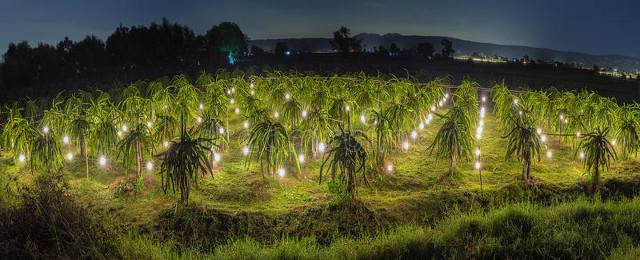 火龙果的一些食用小知识（火龙果的一些食用小知识作文）