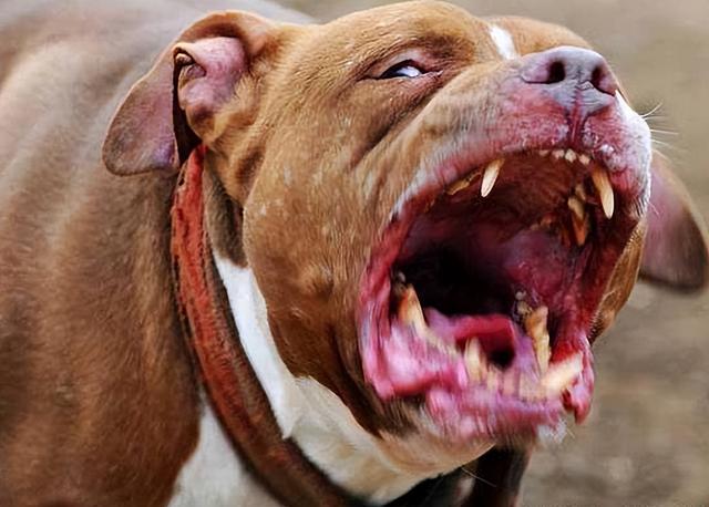 世界最强猛犬比特犬（世界上最强壮的比特犬）
