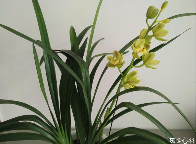 兰花品种名称及图片_养兰花，选对品种很重要，这6种便宜又好养（兰花哪种最好养）