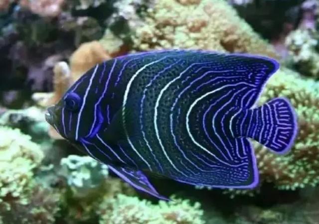 27种适合大型FOT的皮实鱼（海水鱼FOT哪些鱼好养）