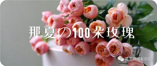 100朵玫瑰vol.34 | 大卫奥斯汀苔丝玫瑰，红色系贵族色彩