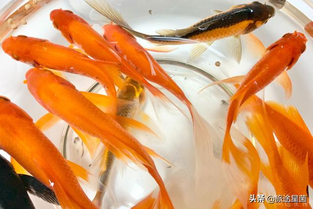 石漫滩水库_河南 | 舞钢石漫滩国家森林公园（舞钢石漫滩风景区）