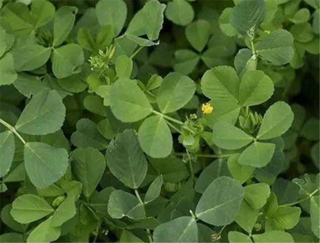 大白论三农：想吃野菜不用愁，大白教你在家就能种出好吃的金花菜（农村有一种野菜叫白花菜）