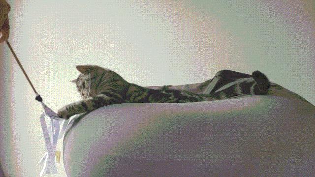 激光笔到底适不适合用来逗猫？（逗猫用的激光笔最好是什么光）