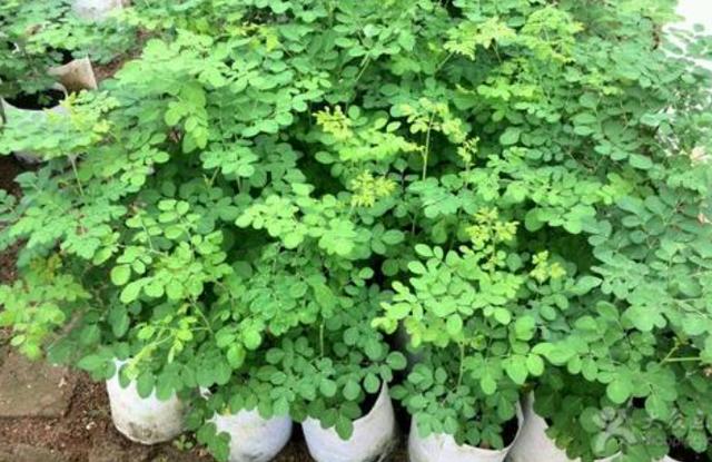 辣木茶_此植物“辣”是它的特色，嫩叶可煲，汤味道鲜美，全年开花香味足