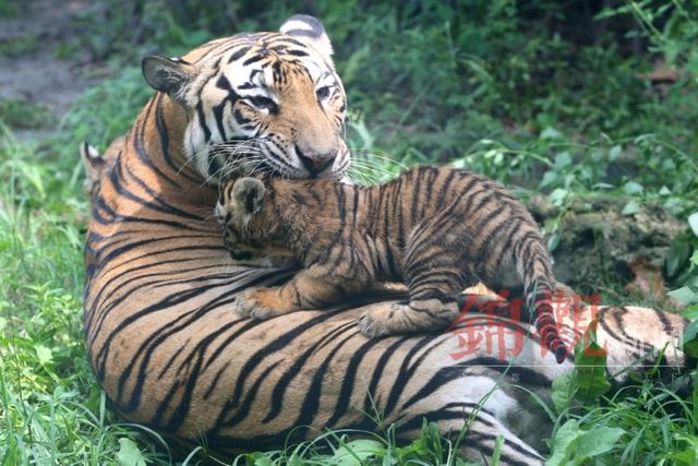 生龙活虎、虎虎生威！小锦带你看成都动物园那些“虎事儿”