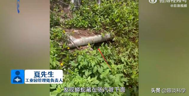 非洲岩蟒_深圳50斤巨蟒为何在蒸汽管道下安家？蛇：有BUFF加成