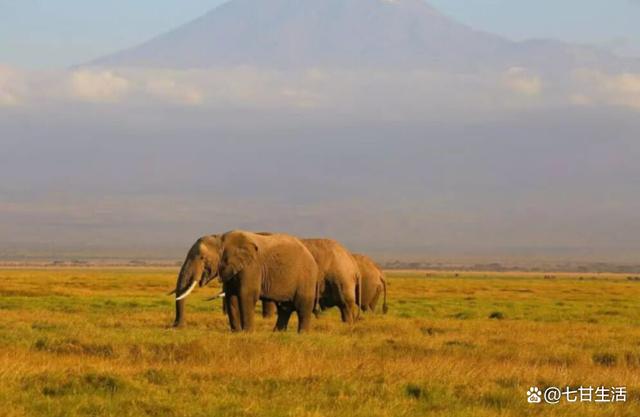 塞伦盖蒂大草原_负重而意义深长的土地，塞伦盖蒂