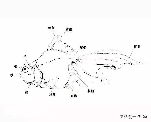 金鱼彩墨鱼的写意画法（金鱼彩墨鱼的写意画法视频）