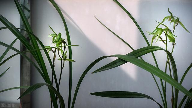 寒兰_寒兰的简单养法（寒兰的养殖方法和注意事项 盆栽）