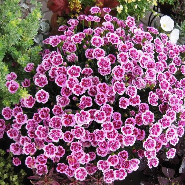 花朵美图｜温柔甜美的初吻、大丽花、耧斗菜花朵合集160张（漂亮美丽花图片）