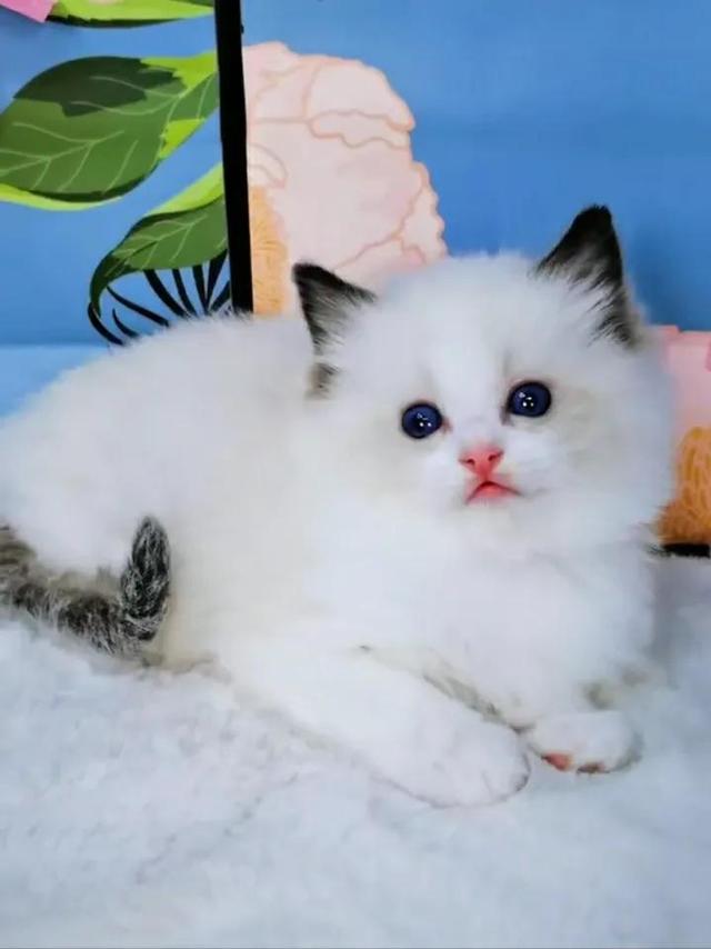 我们如何养好猫咪，定时定量定点的喂养猫咪方式？（猫咪需要定点定时喂食么）