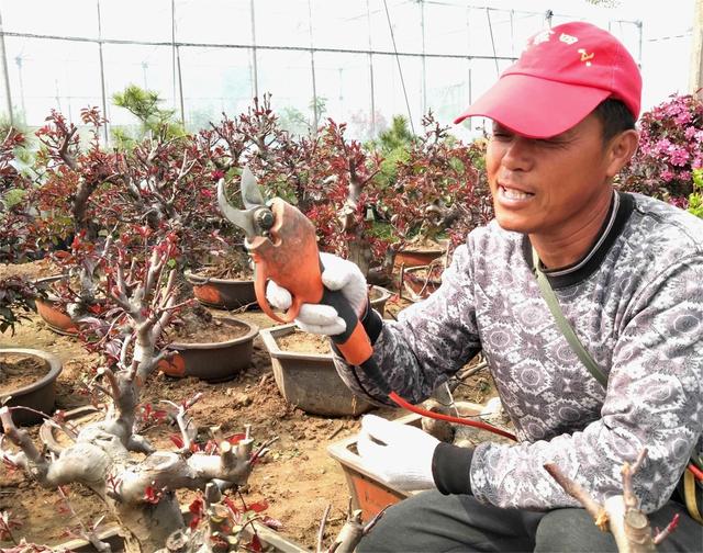 电动果树修枝剪_郯城：农民用上电动果树剪效率提高一大半