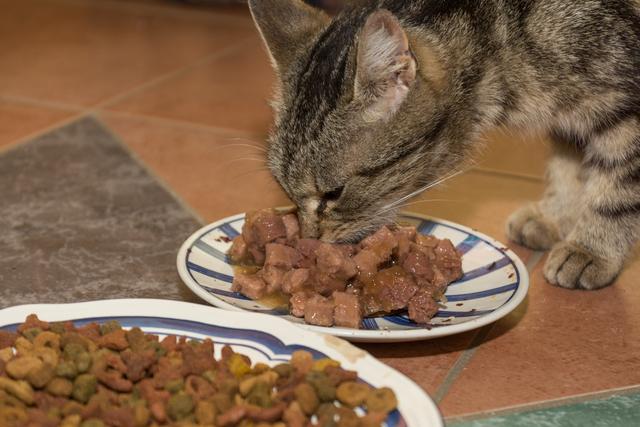 猫罐头不能随便吃，梵逸带你揭开猫罐头里的秘密
