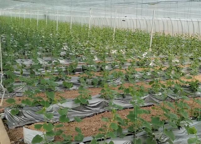 放弃大片土壤不用，选择无土栽培种蔬菜，长势好，而且省人工（无土栽培蔬菜缺点）