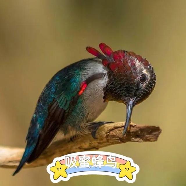 世界上最小的鸟_世界上最小的鸟（世界上最小的鸟是蜂鸟一只蜂鸟重2.1克）