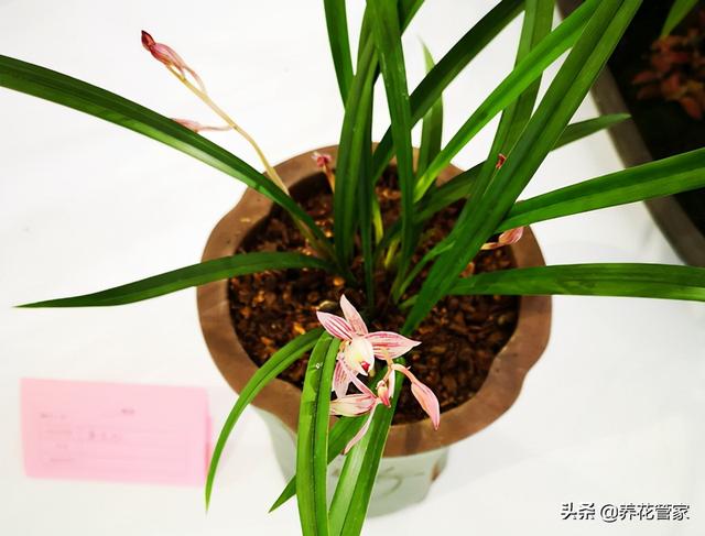 兰花品种名称及图片_中国七大兰花，开花时间、香味各不同！你知道几个（那几种兰花花期长开花香）