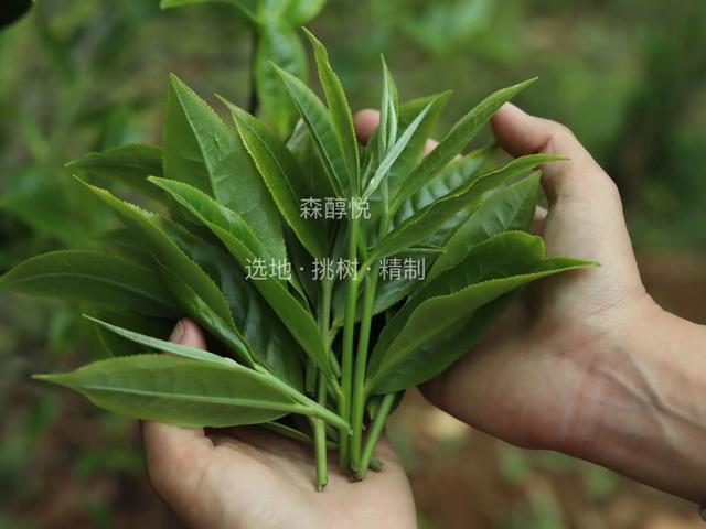 如何区分春茶、夏茶、秋茶、冬茶？（如何区分春茶和夏茶）