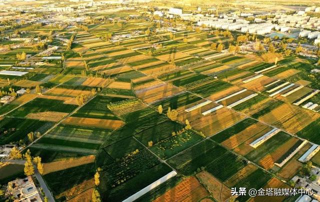 “农”墨重彩绘新篇——金塔县农业农村发展综述